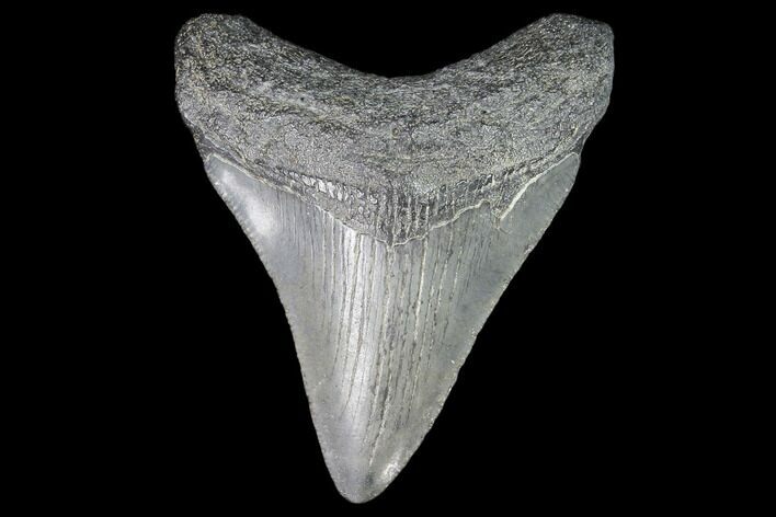 Juvenile Megalodon Tooth - Georgia #101339